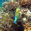 Sharm El Sheikh - Morze Czerwone.