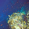 Sharm El Sheikh - Morze Czerwone.