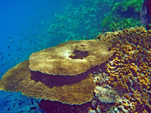 Ras Mohammed - Podwodny Park Narodowy w Sharm El Sheikh .