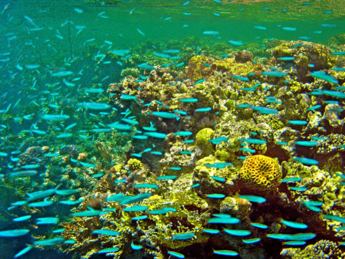 Ras Mohammed - Podwodny Park Narodowy w Sharm El Sheikh .