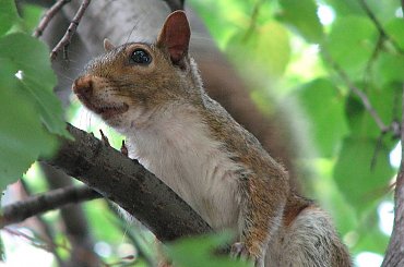 Wiewiorka na drzewie #ssaki