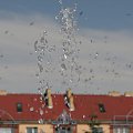 gołębie w Koszalinie