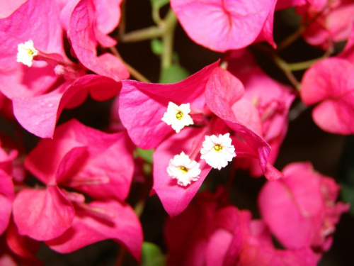 Bugenwilla - białe kwiatuszki, czerwone i zielone liście