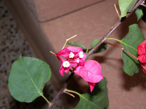 Bugenwilla - białe kwiatuszki, czerwone i zielone liście