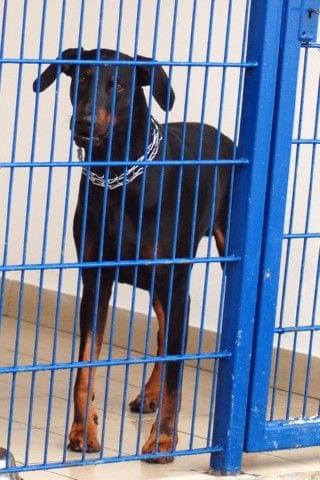 doberman #psy