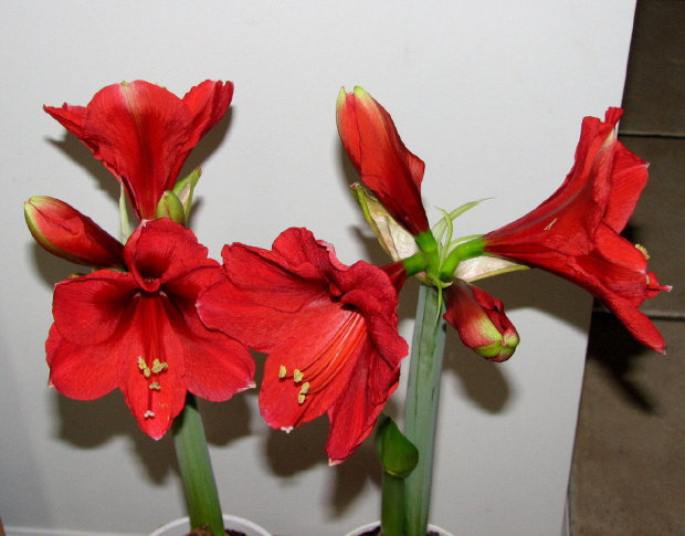 Moje amaryllisy #amaryllis