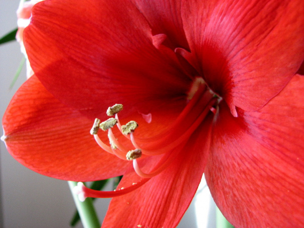 Moje amaryllisy #amaryllis