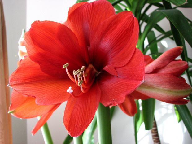 Moje amaryllisy #amaryllis