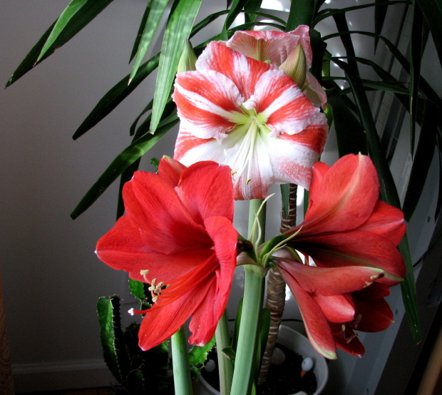 Moje amaryllisy #amaryllis