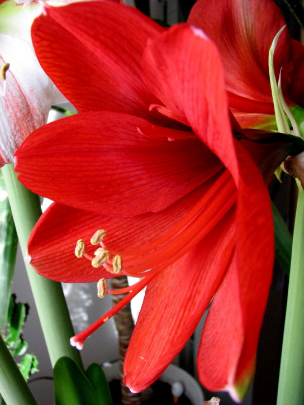 Moje amaryllisy #amaryllis