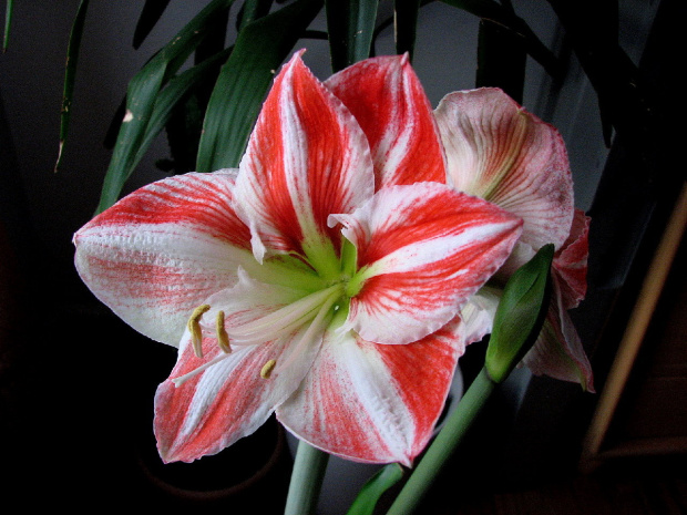 Moje amaryllisy #amaryllis