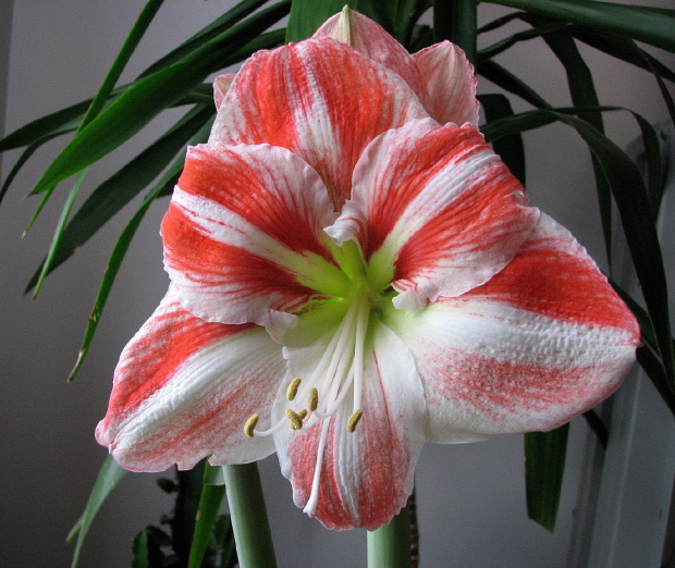 Moje amaryllisy #amaryllis