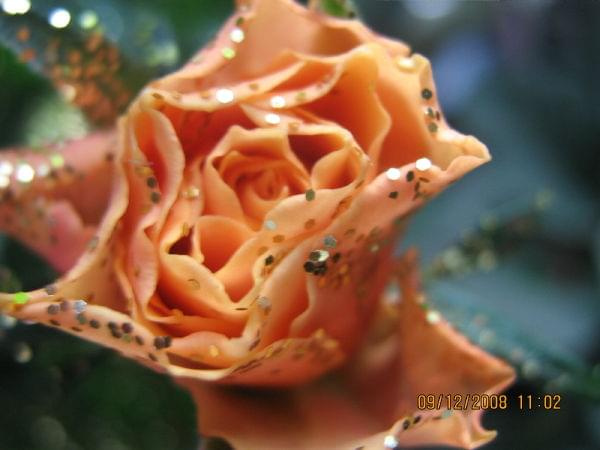 róże brokatowe