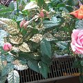 róże brokatowe