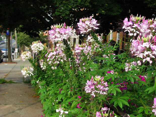 Kleoma ciernista (Cleome spinosa) #kwiaty