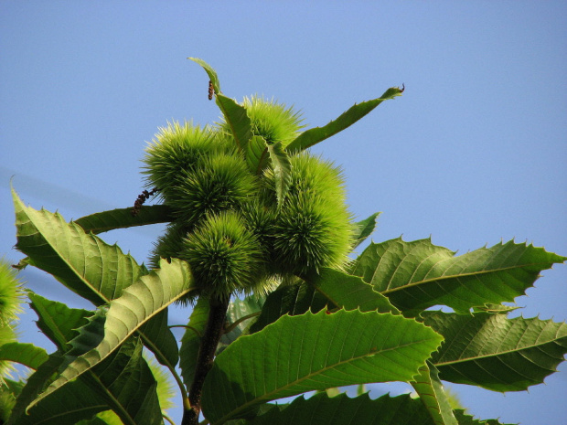 Kasztan jadalny-Castanea Crenata #kwiaty