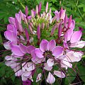 Kleoma ciernista (Cleome spinosa) #kwiaty