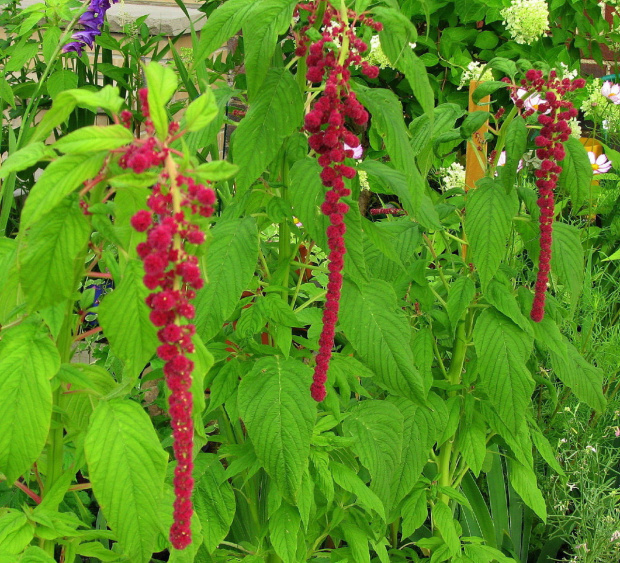 Szkarlat wysoki (Amaranthus caudatus) #kwiaty