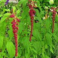 Szkarlat wysoki (Amaranthus caudatus) #kwiaty