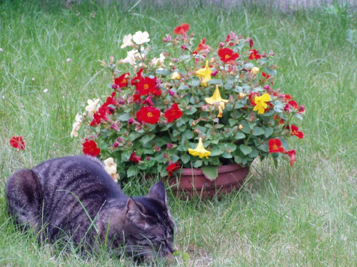 Kicia przy kwiatkach