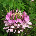 Kleoma ciernista (Cleome spinosa) #kwiaty