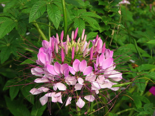 Kleoma ciernista (Cleome spinosa) #kwiaty