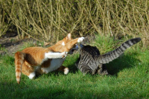 Walki kotów #KotKoty