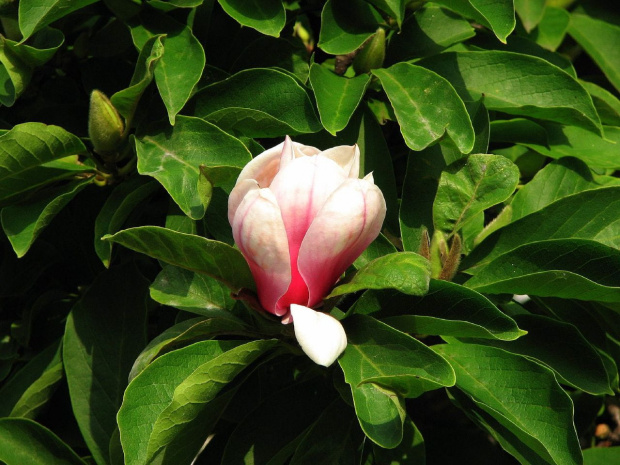 Magnolia #kwiaty