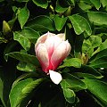 Magnolia #kwiaty