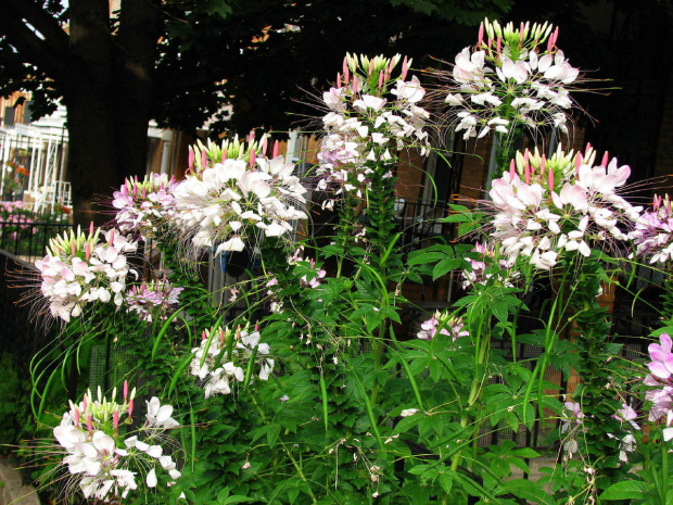 Kleoma ciernista (Cleome spinosa) #kwiaty