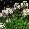 Kleoma ciernista (Cleome spinosa) #kwiaty