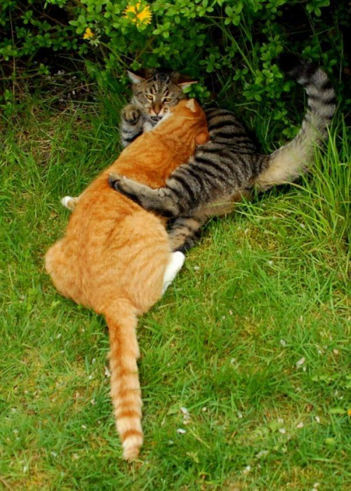 Walki kotów #KotKoty