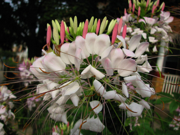 Kleoma ciernista (Cleome spinosa) #kwiaty