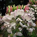 Kleoma ciernista (Cleome spinosa) #kwiaty