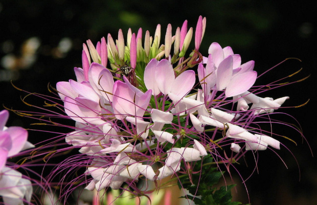 Kleoma ciernista (Cleome spinosa) #kwiaty