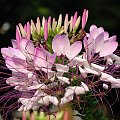 Kleoma ciernista (Cleome spinosa) #kwiaty