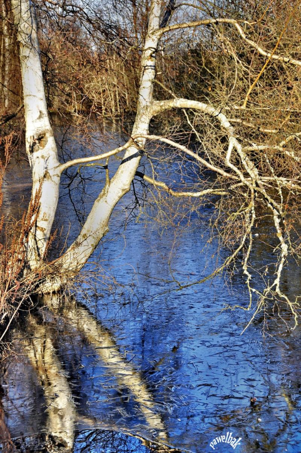 brzózka(i) x4:) #przyroda #krajobraz #woda #drzewa