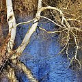 brzózka(i) x4:) #przyroda #krajobraz #woda #drzewa