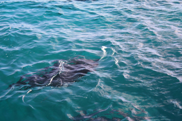 Komodo. Indonezja.
MANTA.