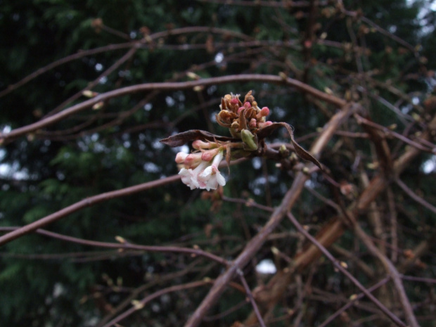 Viburnum fragrance