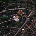 Viburnum fragrance