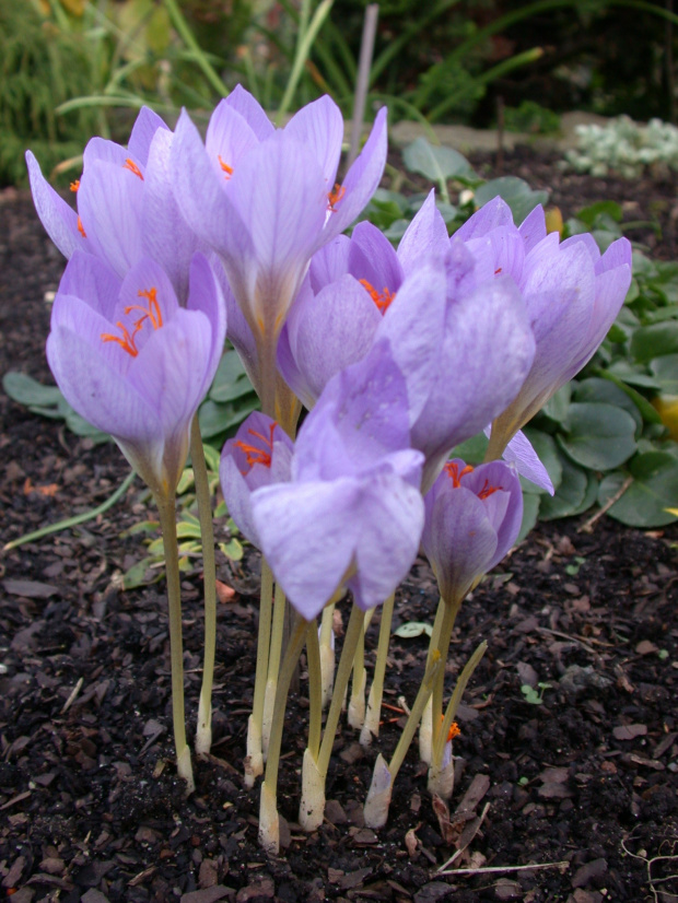 Krokus jesienny