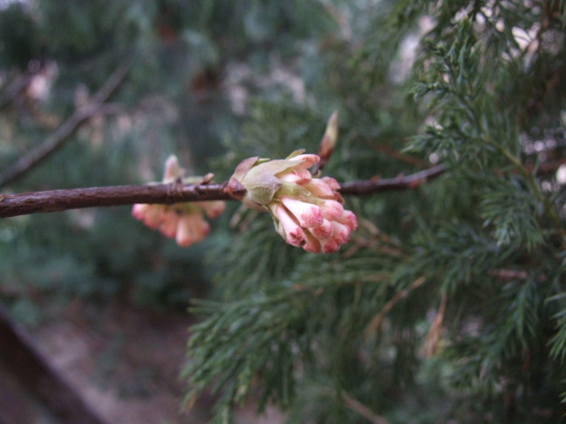 Viburnum x bodnantense 'Dawn'