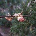 Viburnum x bodnantense 'Dawn'