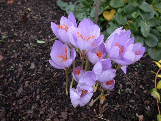 Krokus jesienny