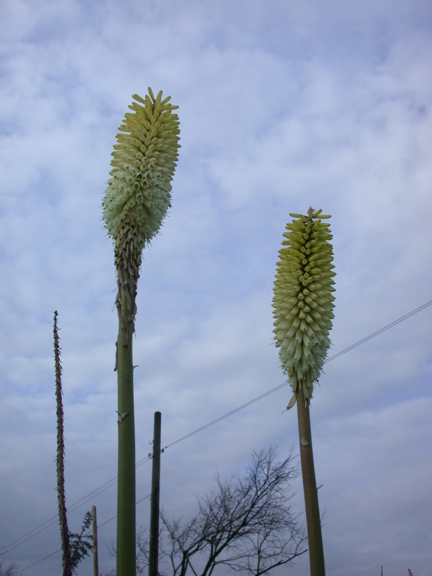 Kniphofia 'Ice Quenn'