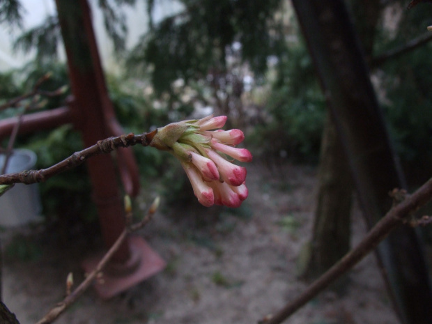 Viburnum x bodnantense 'Dawn'