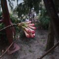 Viburnum x bodnantense 'Dawn'