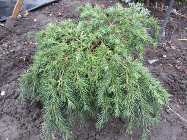 Cedrus