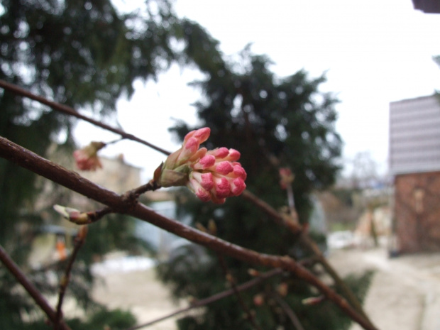 Viburnum x bodnantense 'Dawn'